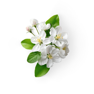 Apple Blossom