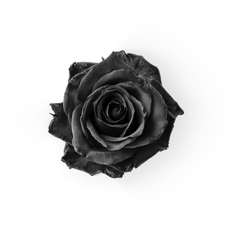 Black Rose
