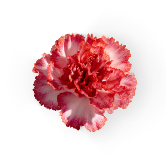 Carnation