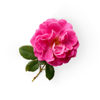 Damask Rose