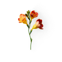 Freesia