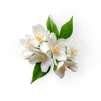 Jasmine