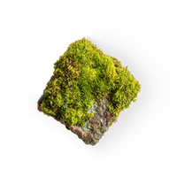 Moss