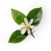 Neroli