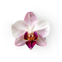 Orchid